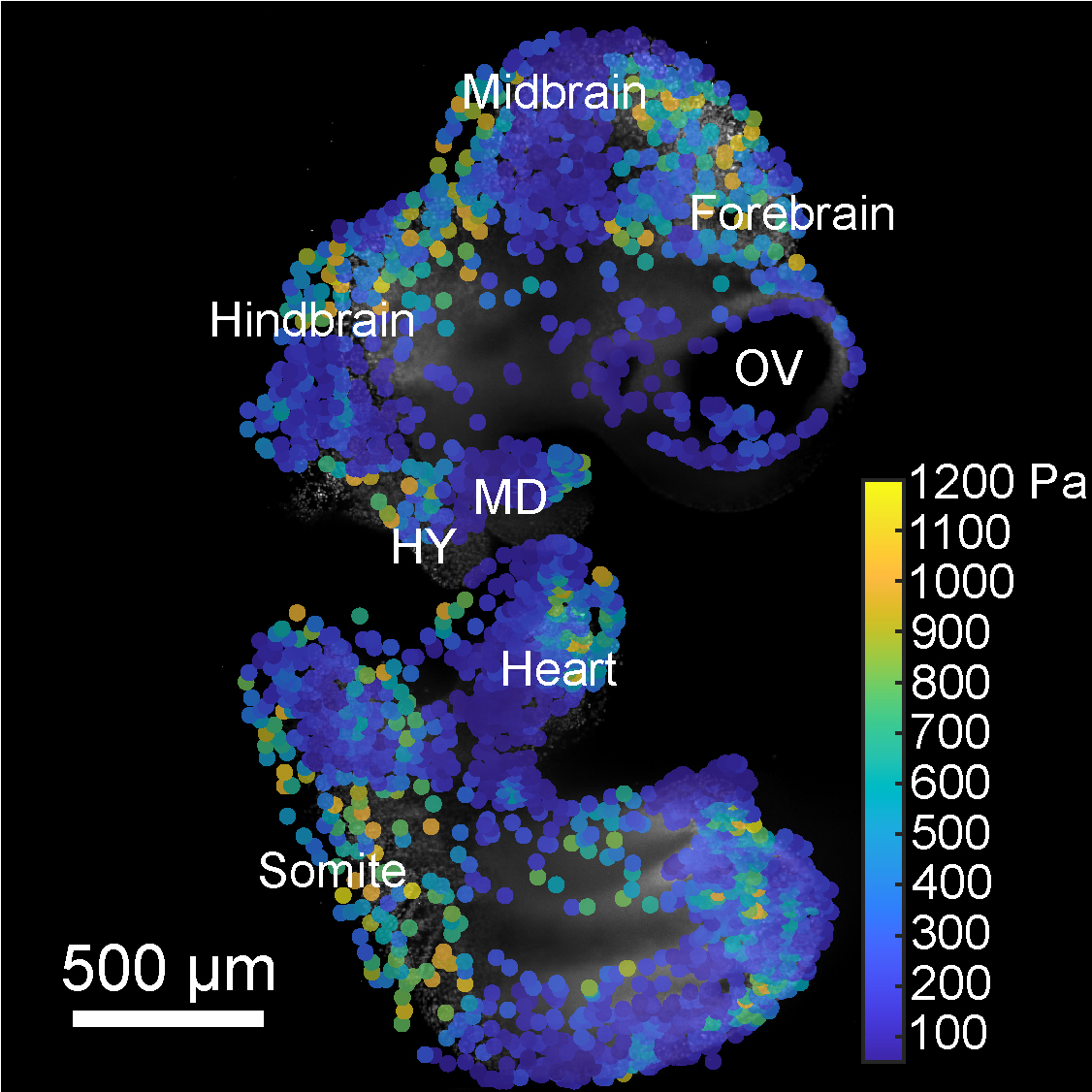 Whole embryo stiffness mapping