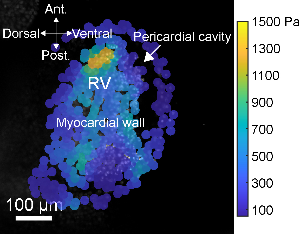 Tissue stiffness mapping of a beating embryonic heart